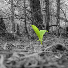 NEW LIFE