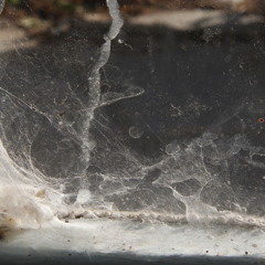 Kodaline - Big Bad World (Noah Brösel Remix)