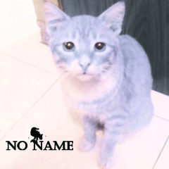 Anak Kucing