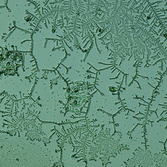 Kasabian - Glass (Cover)