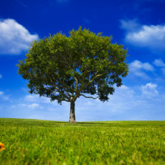 Means To A Blissful Life By Abu Hakeem
