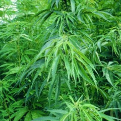 Homaide - 45s & Sativa (prod. Phaxual)