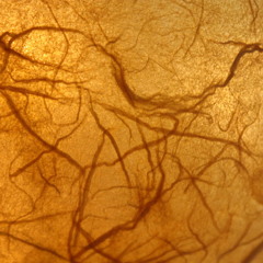 there's no difference between veins and arteries when you're under the water