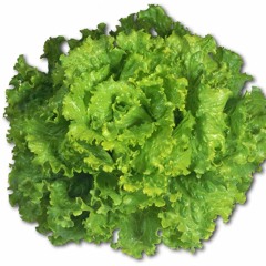 Ben Whelan and the Reach arounds- Ziggowatt live(Lettuce cover)