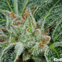 Love 2 Smoke featuring Lil Dre and Nick Tunez