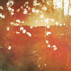 Remember the Blossom