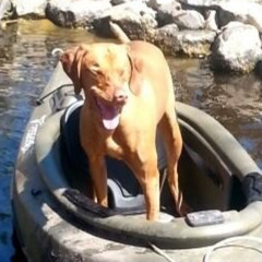 Vizsla's Tune (Original Track)