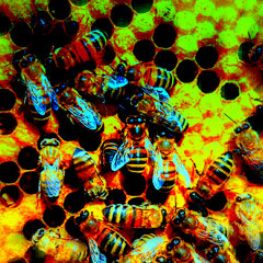 Colony