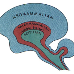 ReptileBrainn (with Nick Stanifer)