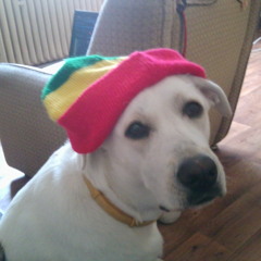 Dekadifiks - Rasta Dog
