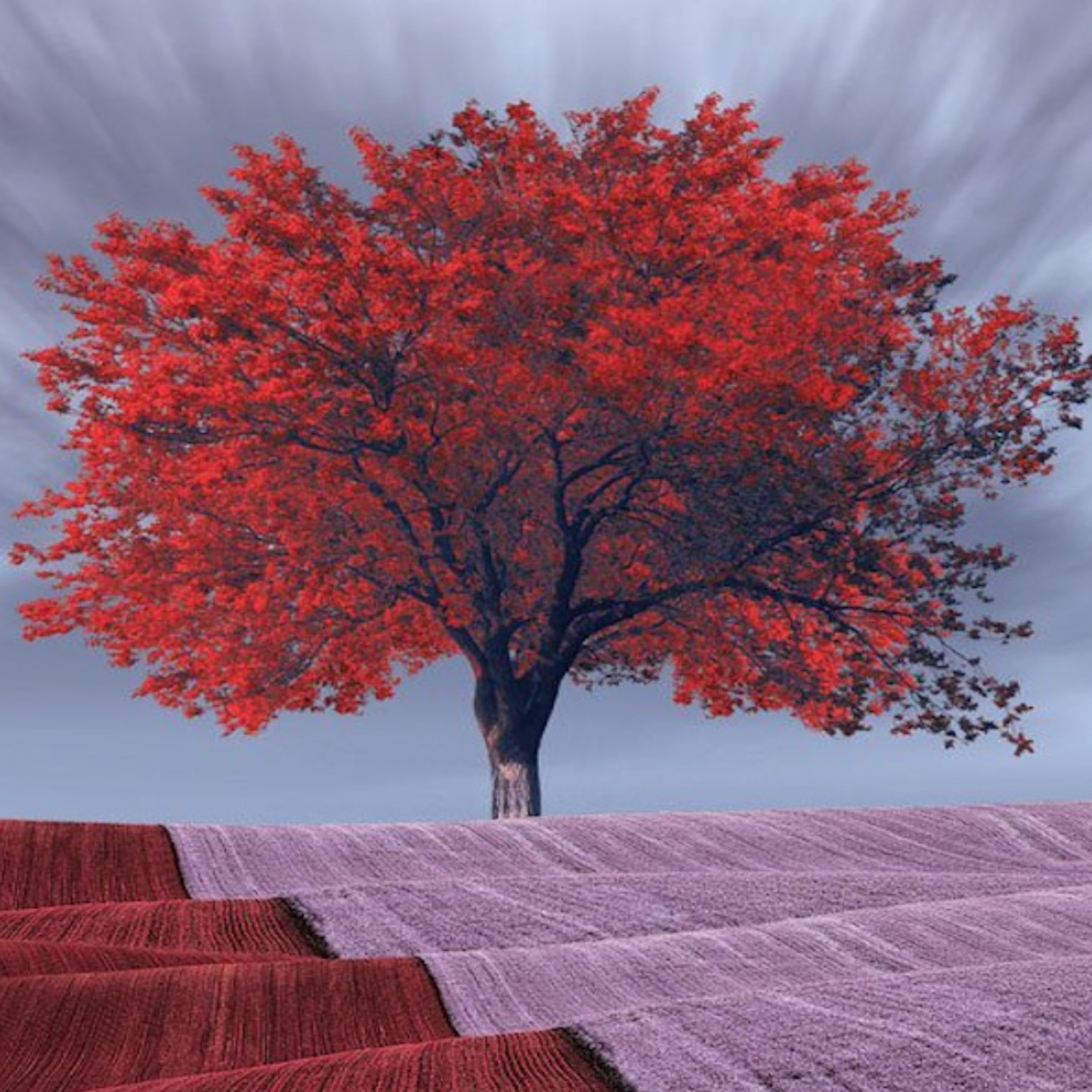 The Trees Are Falling episode artwork