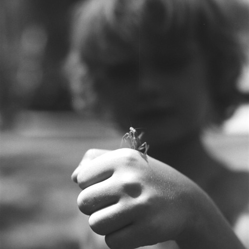 Flor Delicada