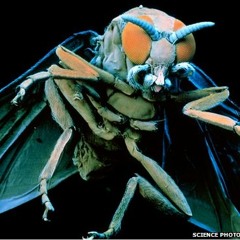 Fly On The Wall Baby (Mytilene 2009)