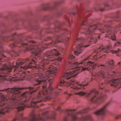 suckering (feat gugzzzz)