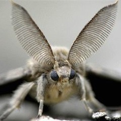 eMeL - Meta-MORPHING