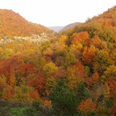 Gökhan Birben - Zurpicine Agackenin