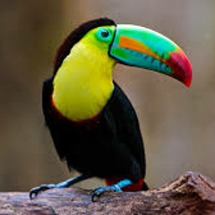 Jakubi -  Cant Afford It All (Kygo Remix) X Jackson 5 "Want You Back"