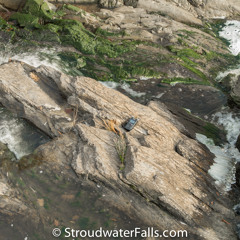 Stroudwater Falls Relaxing Waterfall Sounds November 23, 2014