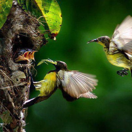 درر الشيخ الشعراوي...من اجمل ما ستسمع عن الرزق