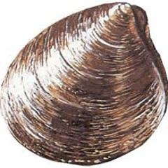 Quahog