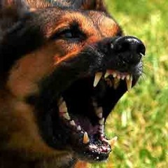 Blood Hounds Ft easyG