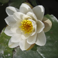 Beautiful Things Don't Ask For Attention