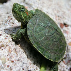 The Turtle Song