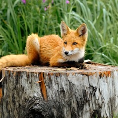 Temple of the Red Fox