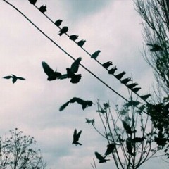 dear god, make me a bird