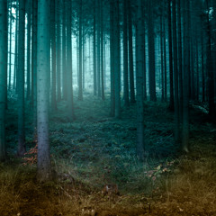 Dark Forest