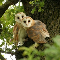 Carnival - The Cardigans