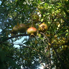 Laugh Track #1 [Orig.]