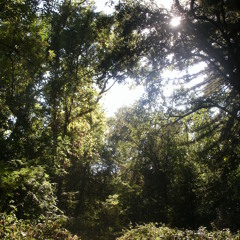 Crawl Inside Your Chest Cavity [Orig.]