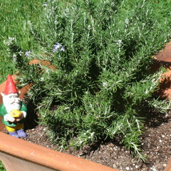 Counting Flowers On The Wall( Cover @ Statler Bros.)