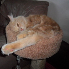 Watawat Kong Mahal - live recording