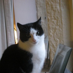 CAT SOUNDS - EPISODE 2