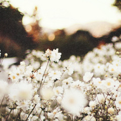 The Heart Want What It Wants Cover