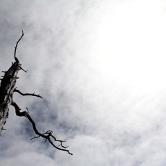 Use Somebody (Kings Of Leon acoustic cover)