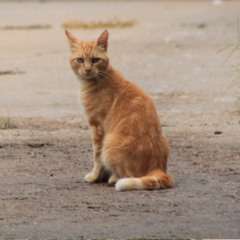 My Neighbor Hiroshima