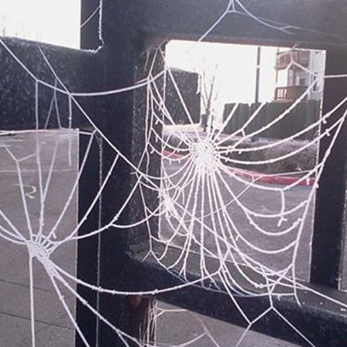 You Can't Take a Spiderweb Home
