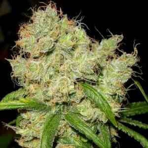 Ms13 proyectos locos instinto asecino  a Carolina del norte