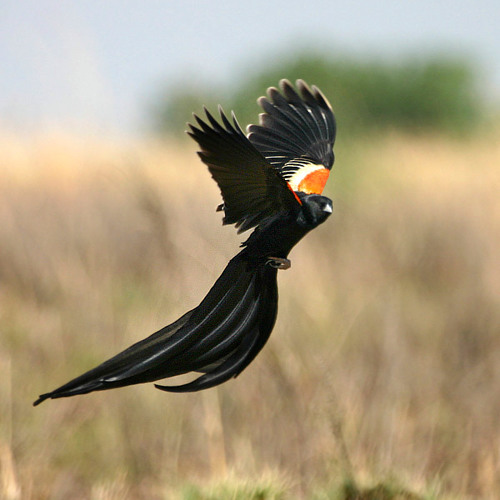 منوعات أغانى سودانيه .. ؛