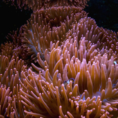 Symbiosis II