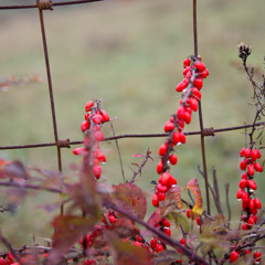 Leaves Fall Snow Falls - Powerful Strings Melody
