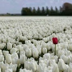 (75)(الْقِيَامَةِ)﷽لَا أُقْسِمُ بِيَوْمِ الْقِيَامَةِ(1)وَلَا أُقْسِمُ بِالنَّفْسِ اللَّوَّامَةِ(2)