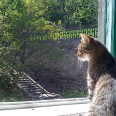 Mister