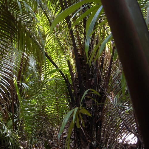 Capuchinbird - 11th of January 2010 - 5.09am