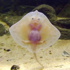 Mr.Trigger`s House Mix