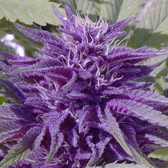 la chaleur - cream of the crop