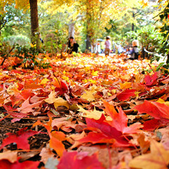 Flower - Akikaze No Answer Cover